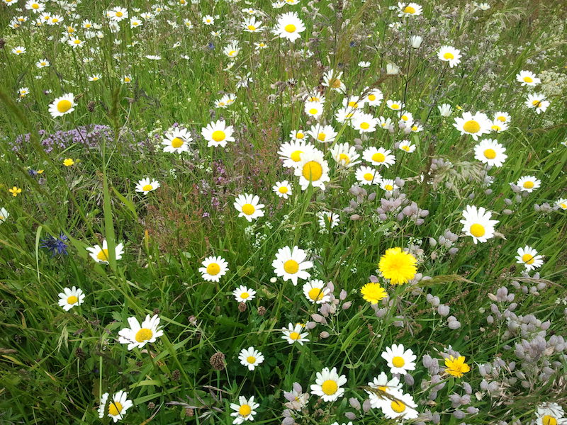 Blumenwiese 800x600