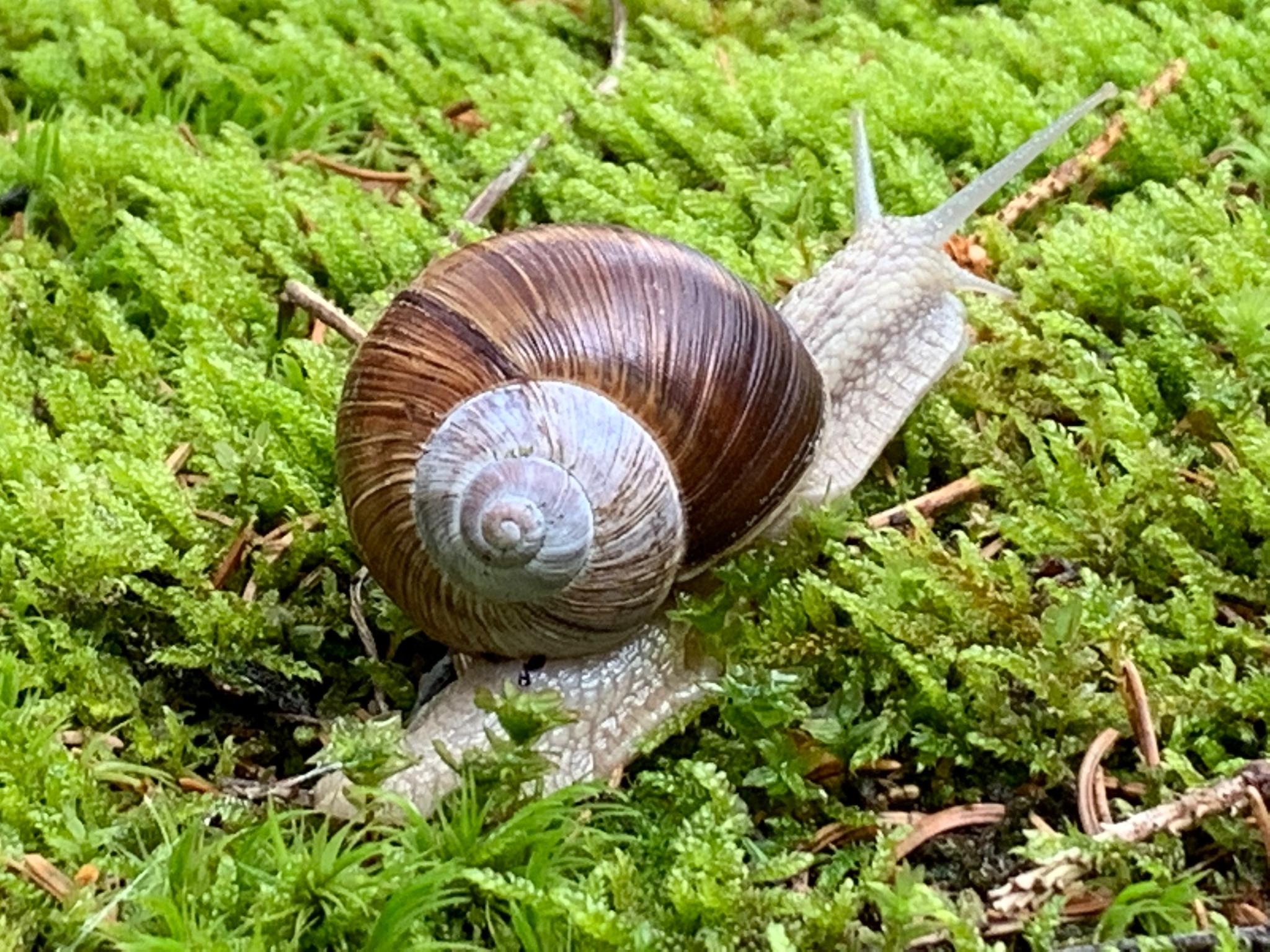 Schnecke3