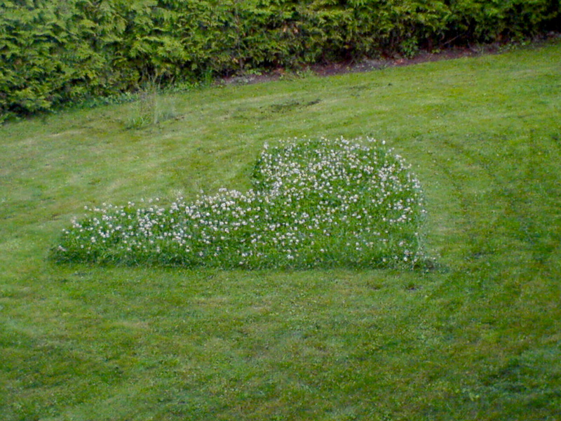 herzwiese weiss